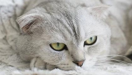 MK体育-叙利亚玩起躲猫猫：赫里宾回归？索马提前备战中国
